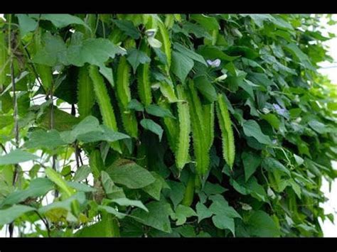 sigarilyas in english|Health Benefits of Sigarilyas .